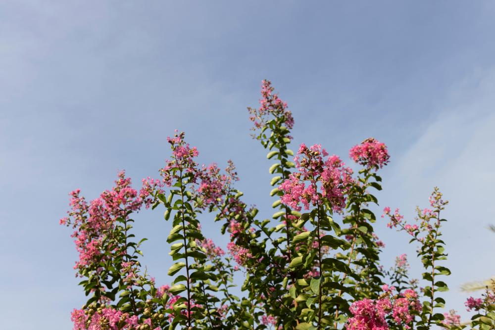 butterfly bush
