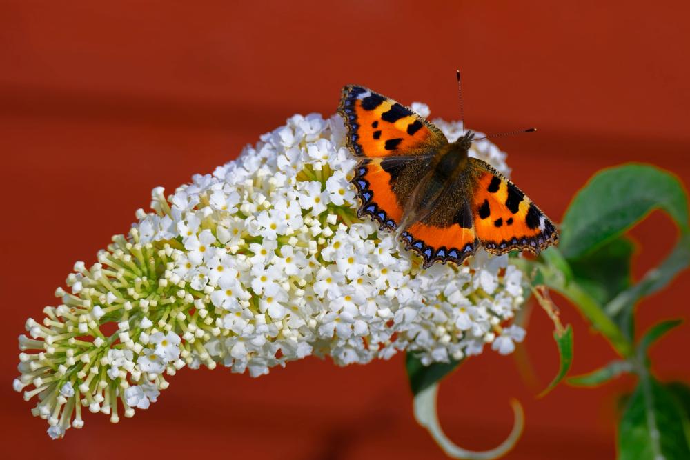 butterfly bush