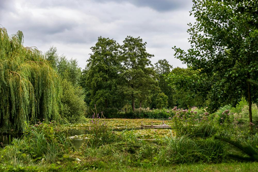 garden landscape