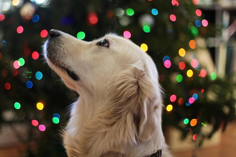 holiday decor