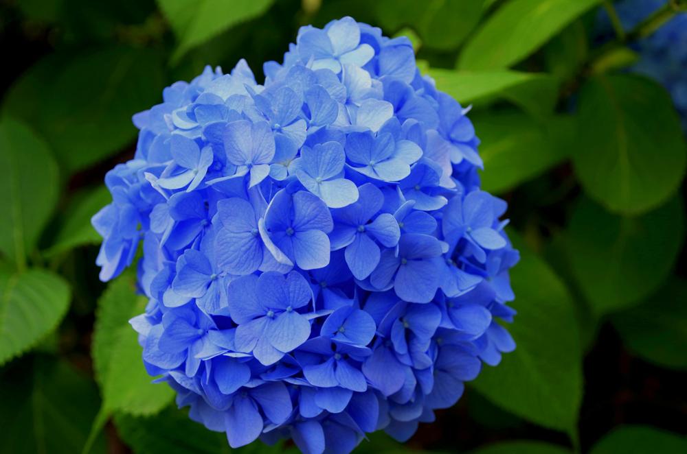 hydrangea garden-059efdf727734bc9a45e88e5b0398aef.jpg hydrangea garden