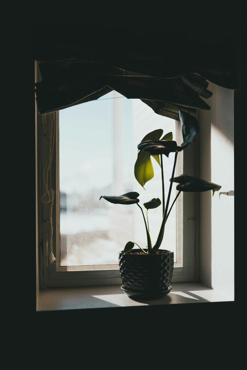 indoor windowsills-022c53ccf5dc4b07b319143c2d20dd73.jpg indoor windowsills