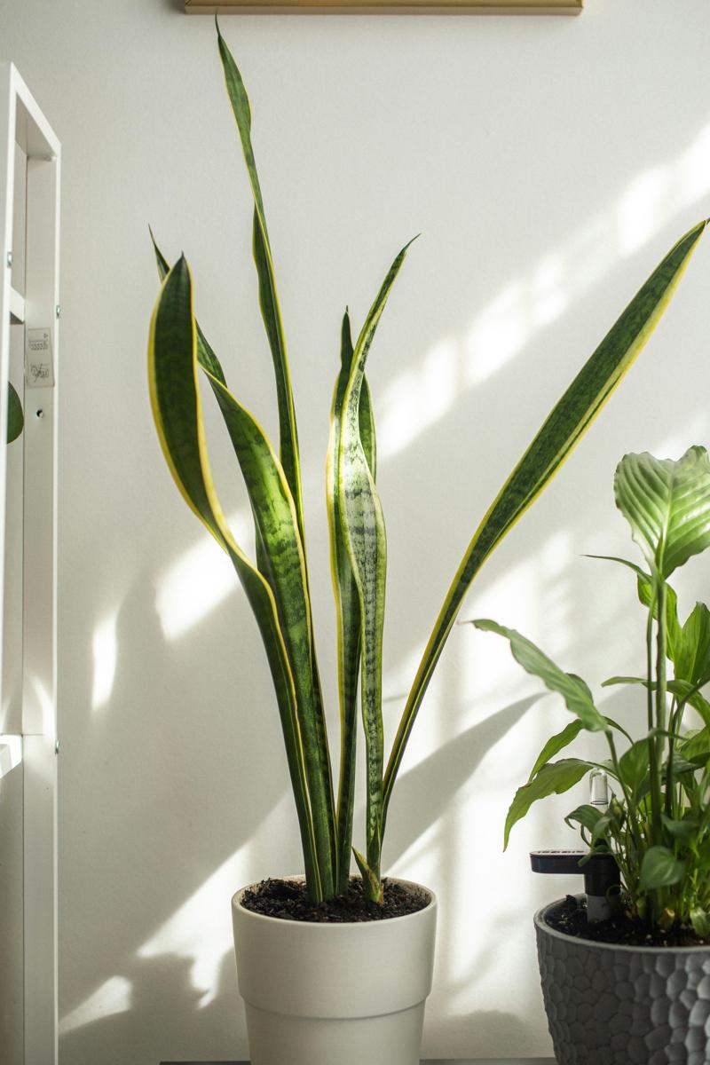 living room decor